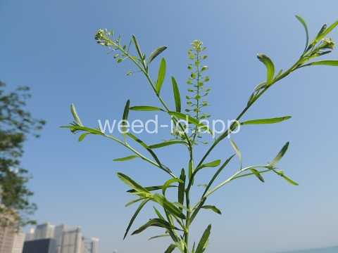 pepperweed, Virginia